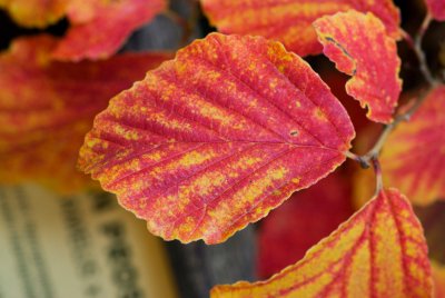 Hamamelis x intermedia - vilín prostřední - list podzim